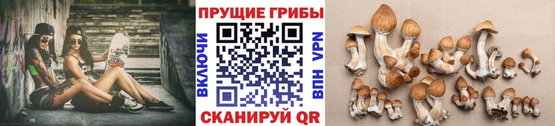 Псилоцибиновые грибы Psilocybe  Сретенск 